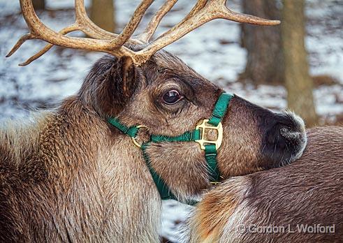 Reindeer Closeup_03947.jpg - Photographed at the Country Christmas Shoppe near Smiths Falls, Ontario, Canada.